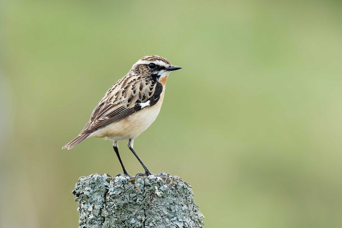 Whinchat - Matthew Mellor