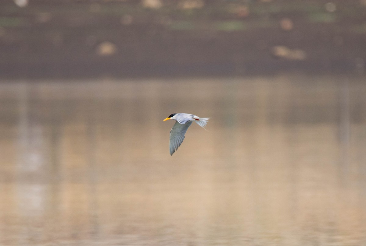 River Tern - Shajan Shaki