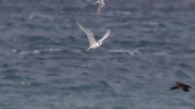 Sandwich Tern - Umut Özten