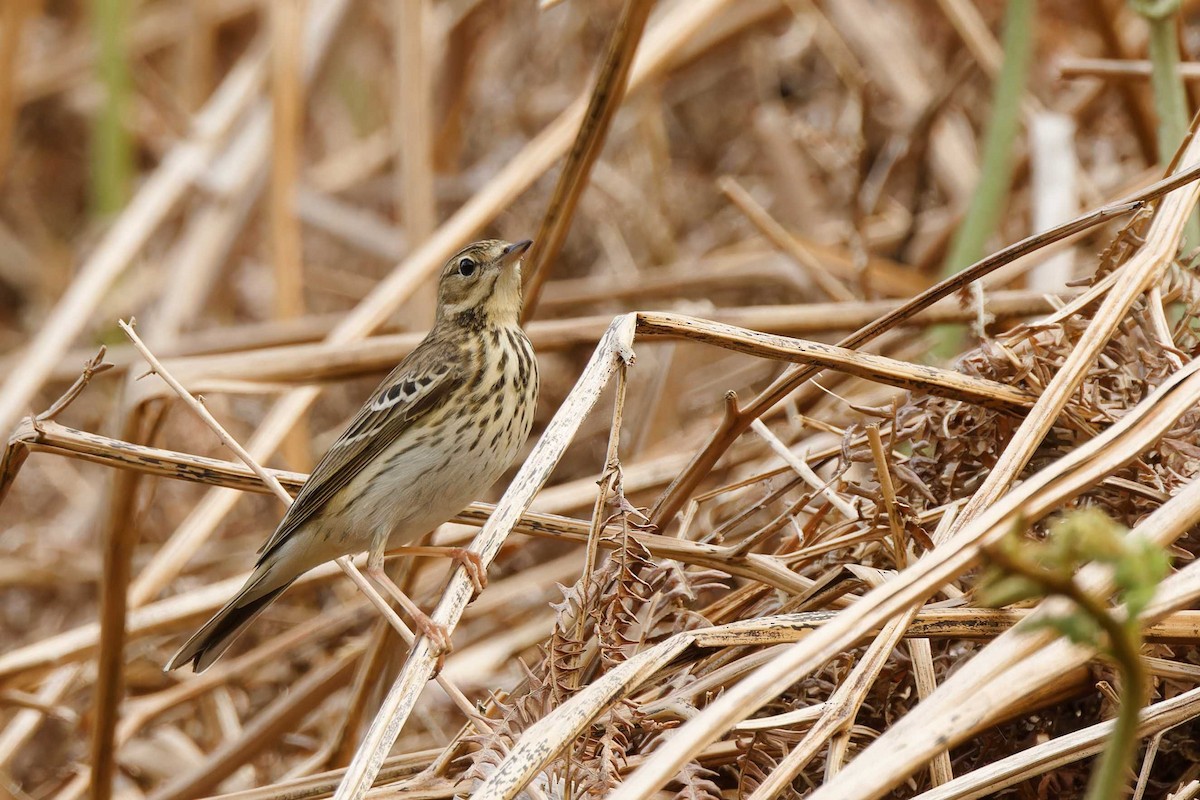 Tree Pipit - Matthew Mellor