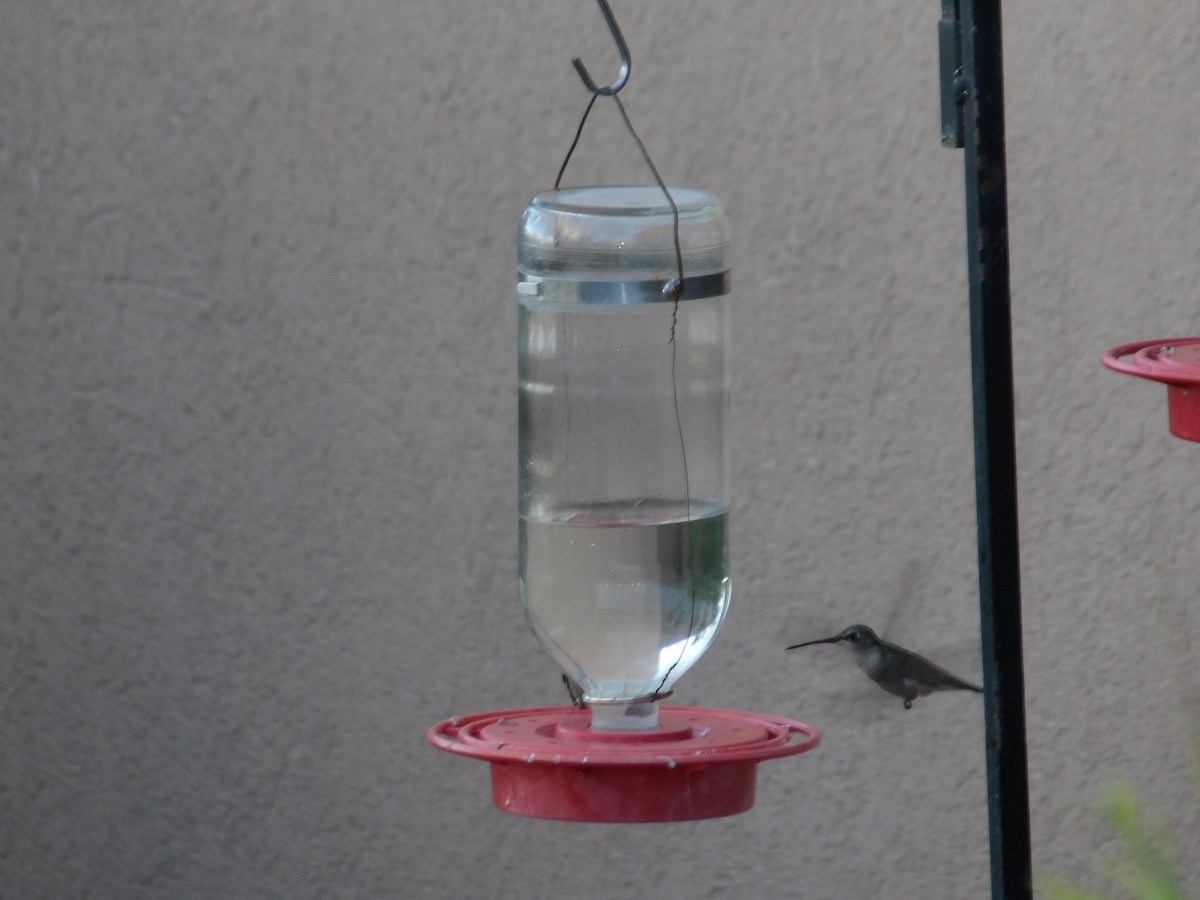 Black-chinned Hummingbird - Josh Emms