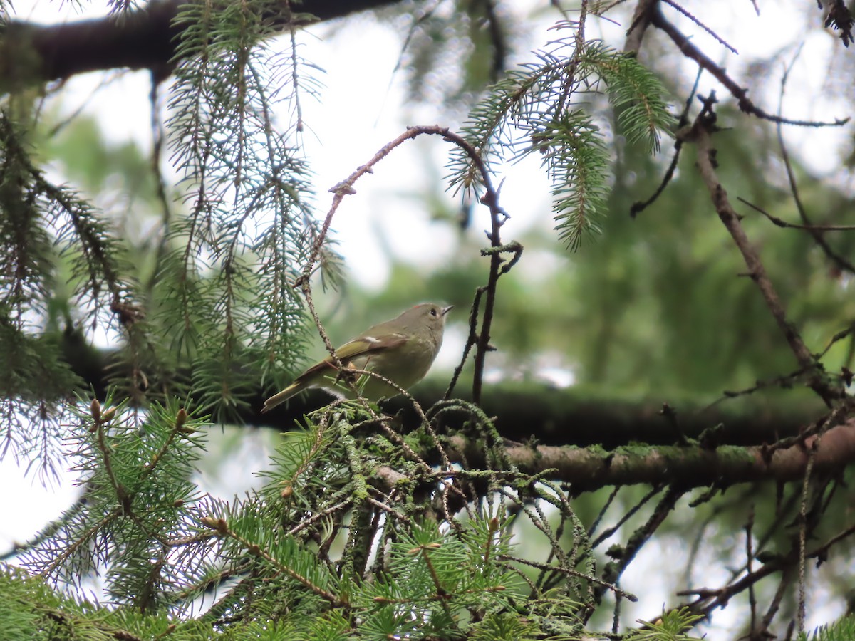 Ruby-crowned Kinglet - John Zou