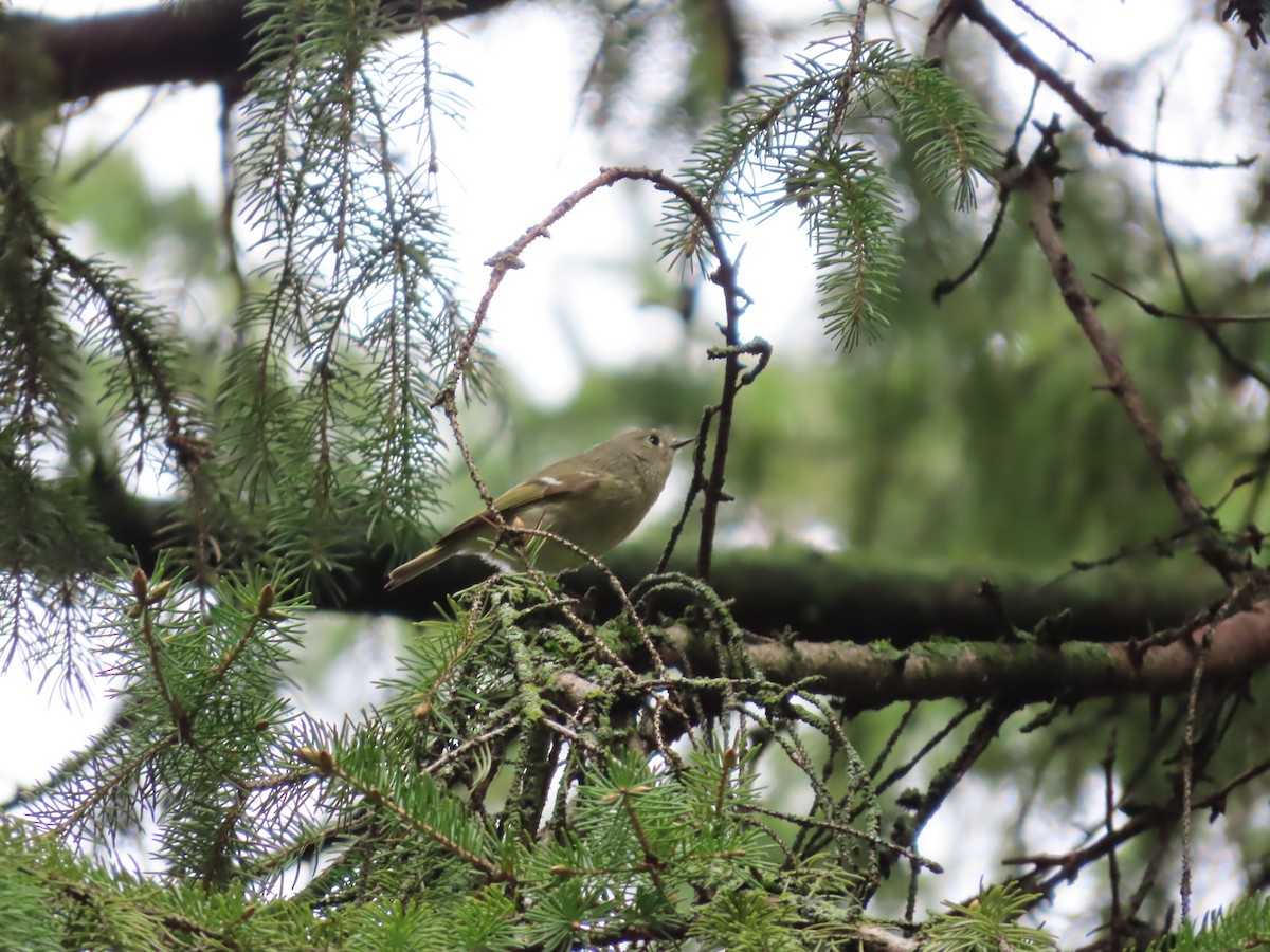 Ruby-crowned Kinglet - John Zou