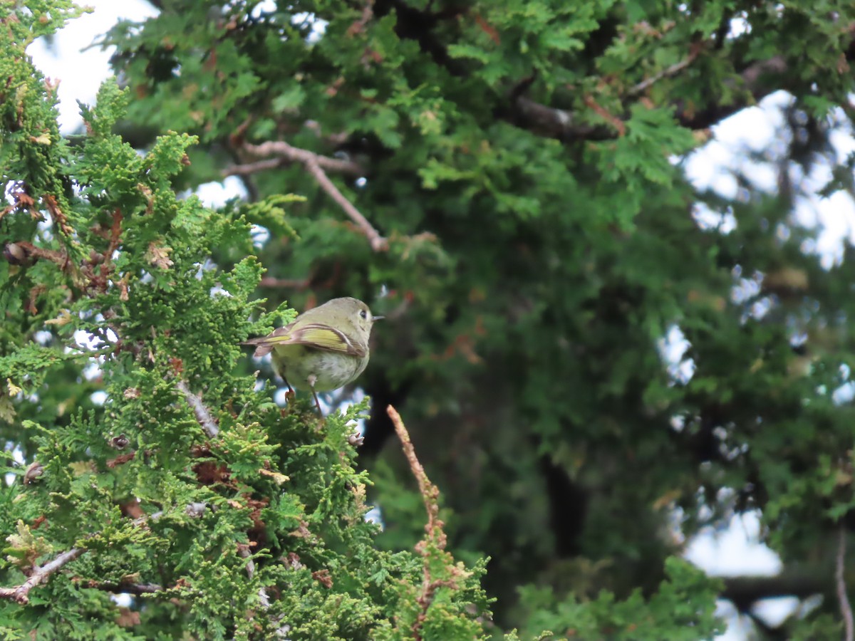 Ruby-crowned Kinglet - John Zou