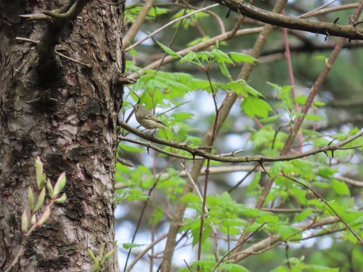 Ruby-crowned Kinglet - John Zou