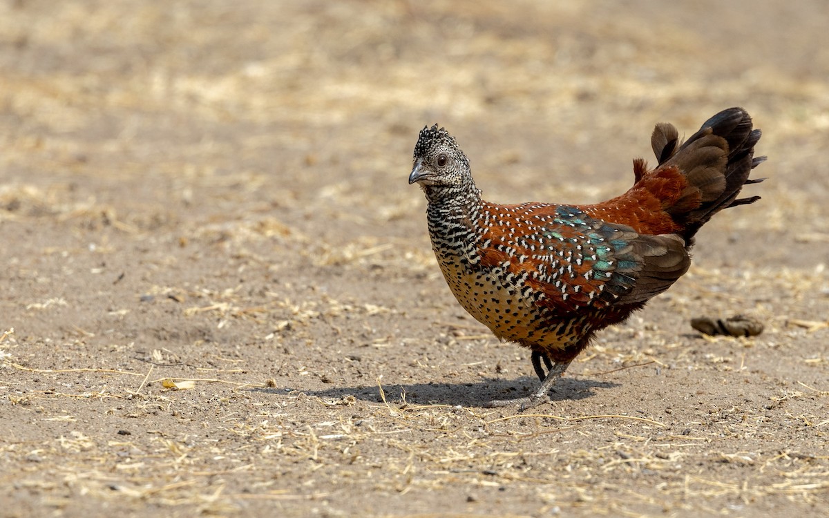 Painted Spurfowl - Adithya Bhat