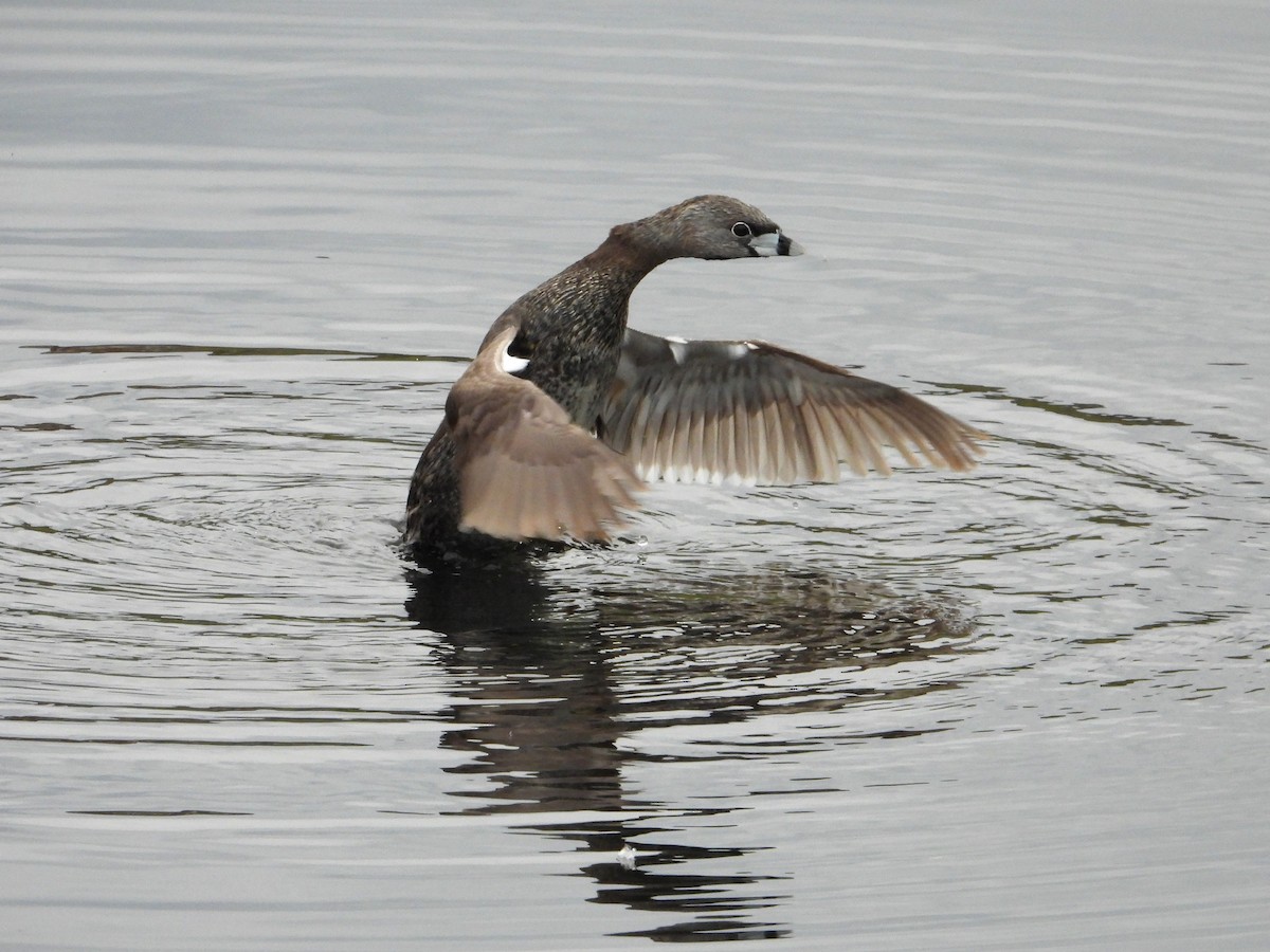 Pied-billed Grebe - Chipper Phillips