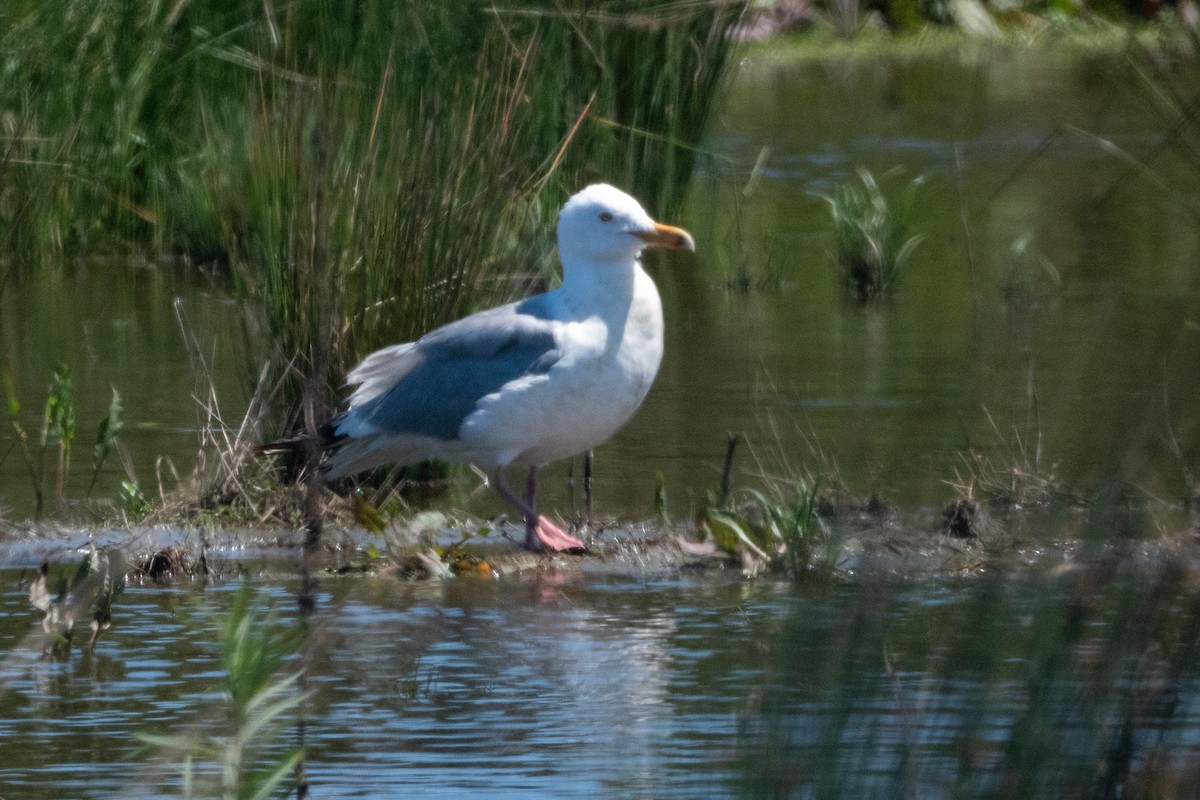 Goéland argenté - ML618875278