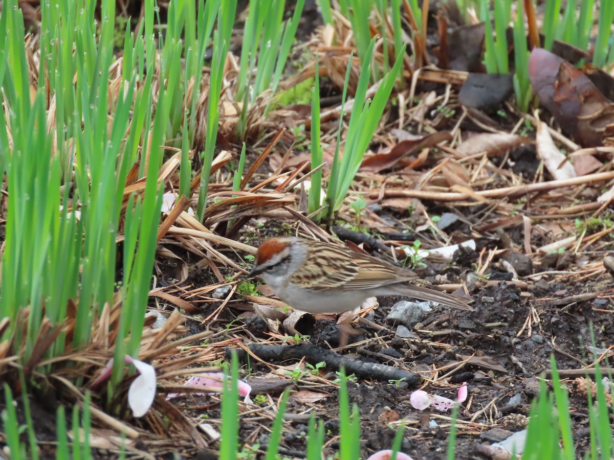 Chipping Sparrow - John Zou