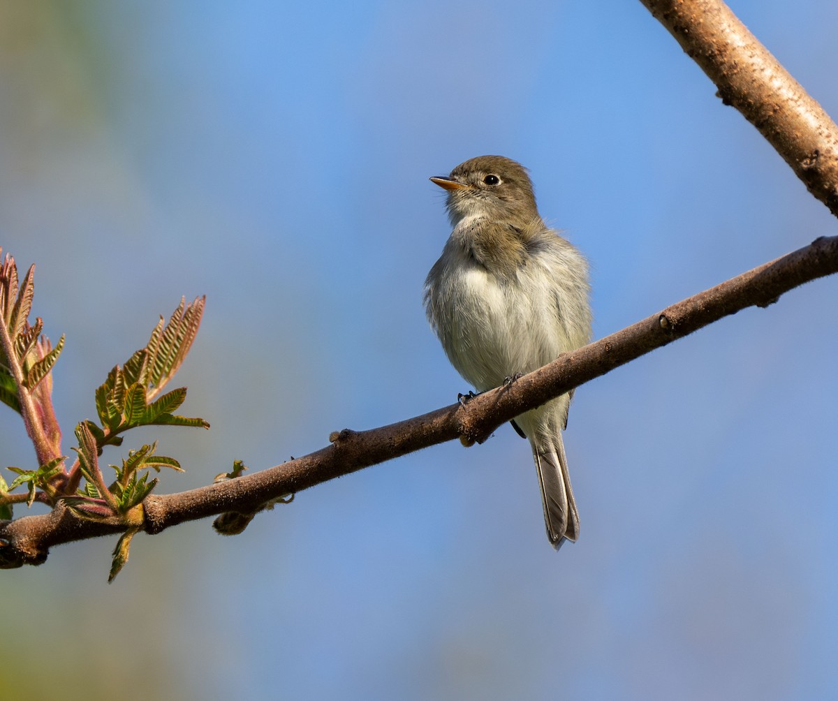 Least Flycatcher - ML618875291