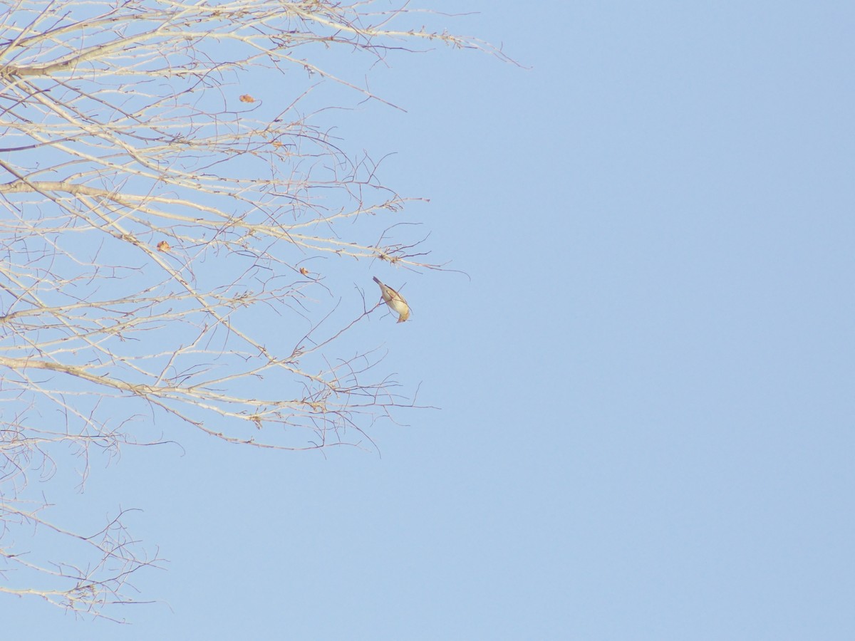 Pale-billed Flowerpecker - Mayur K. Setty