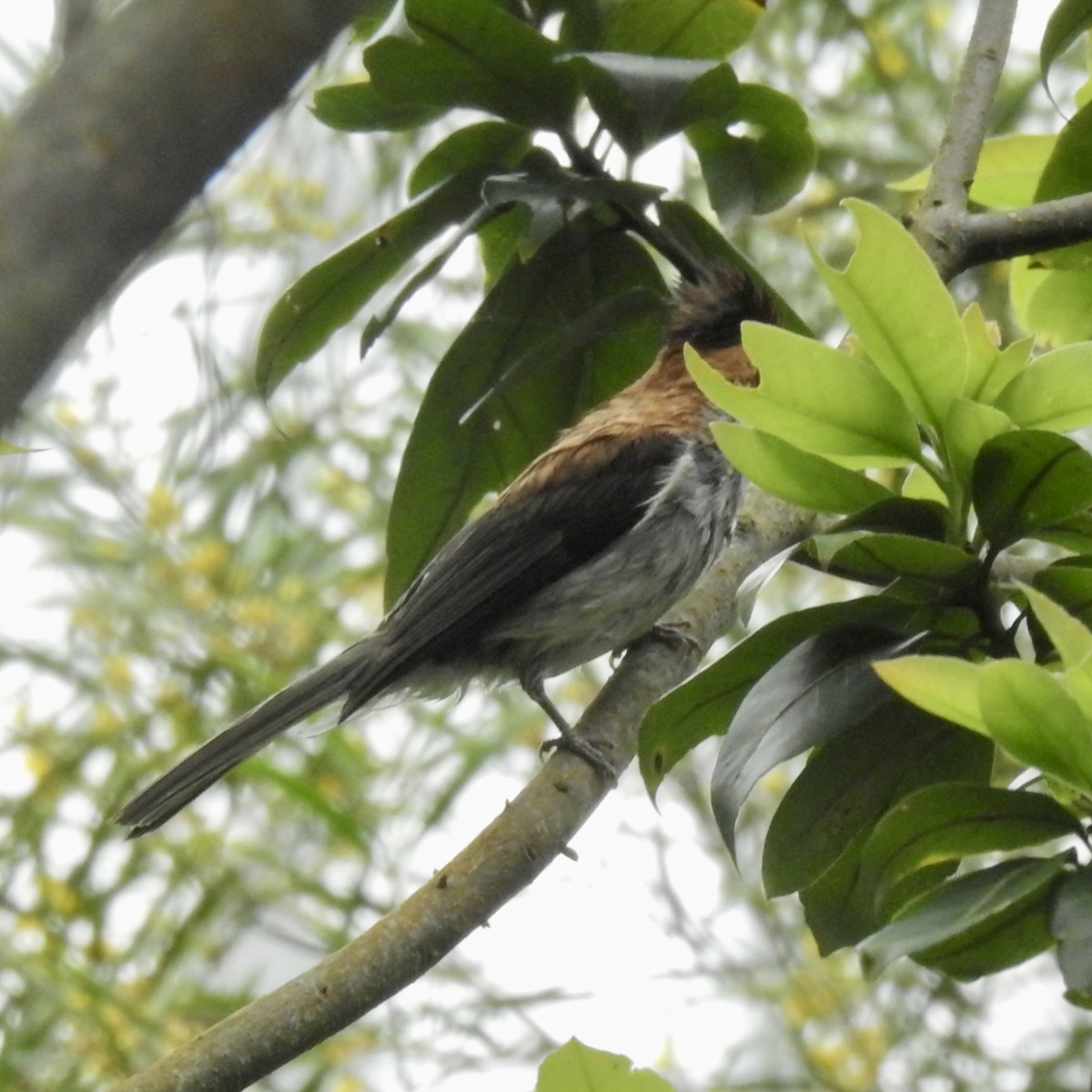 Chestnut Bulbul - ML618875300