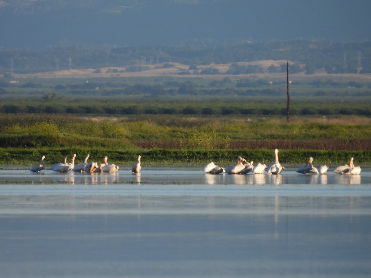 American White Pelican - L. Burkett