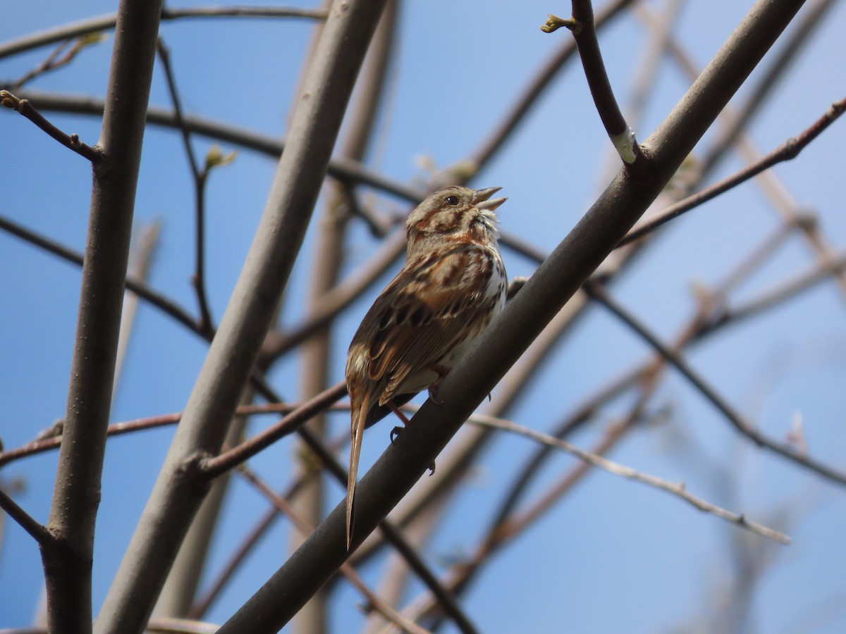 Song Sparrow - ML618875311