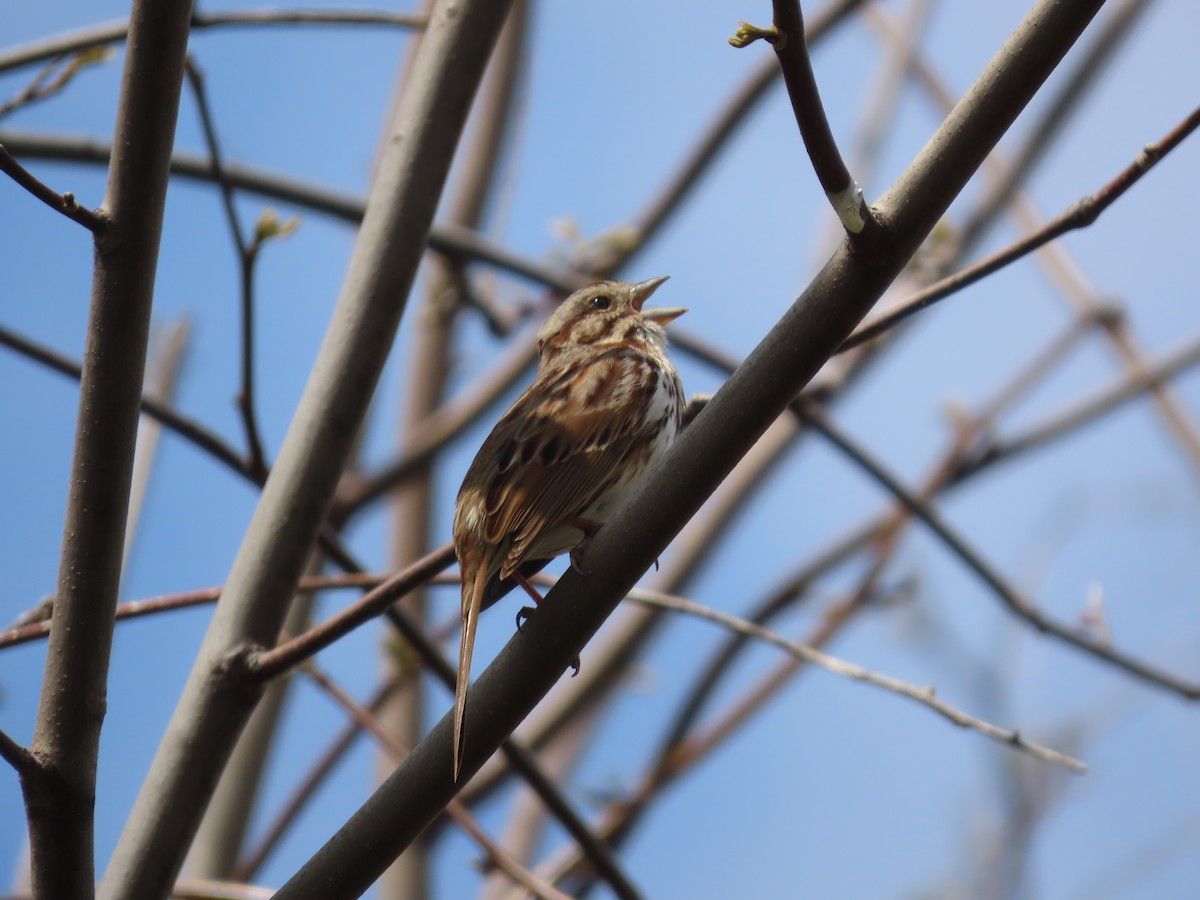 Song Sparrow - ML618875313