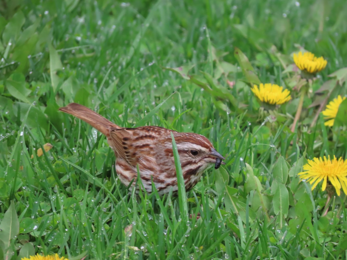 Song Sparrow - ML618875315