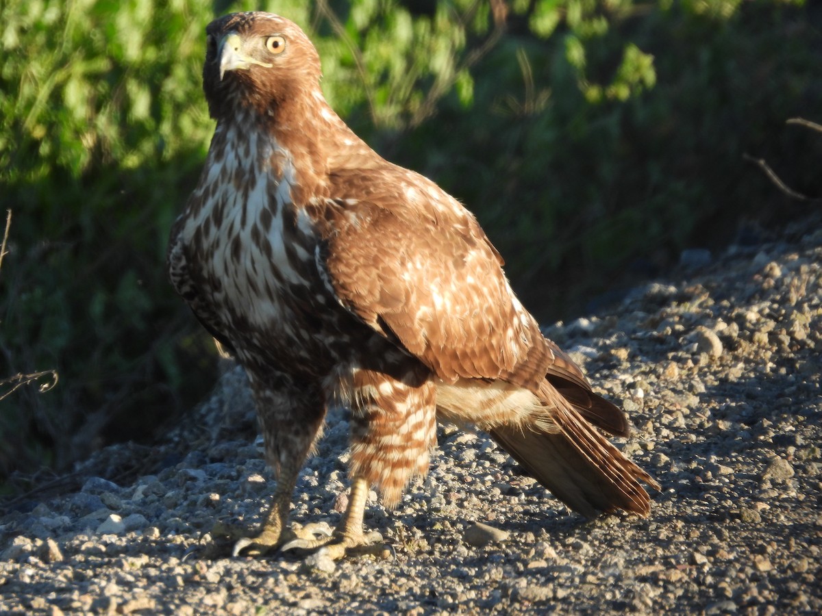Red-tailed Hawk - L. Burkett