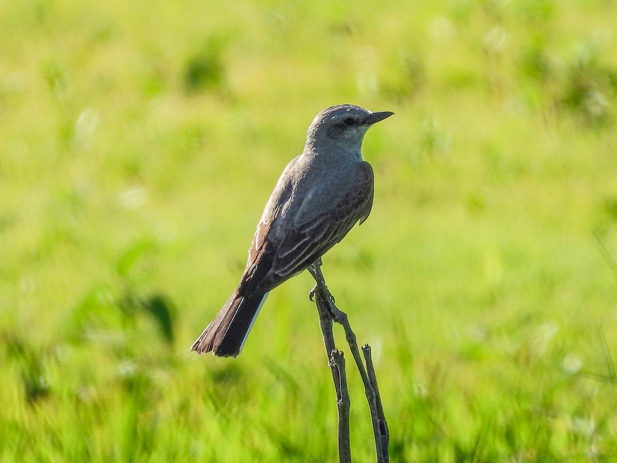 Western Kingbird - ML618875343