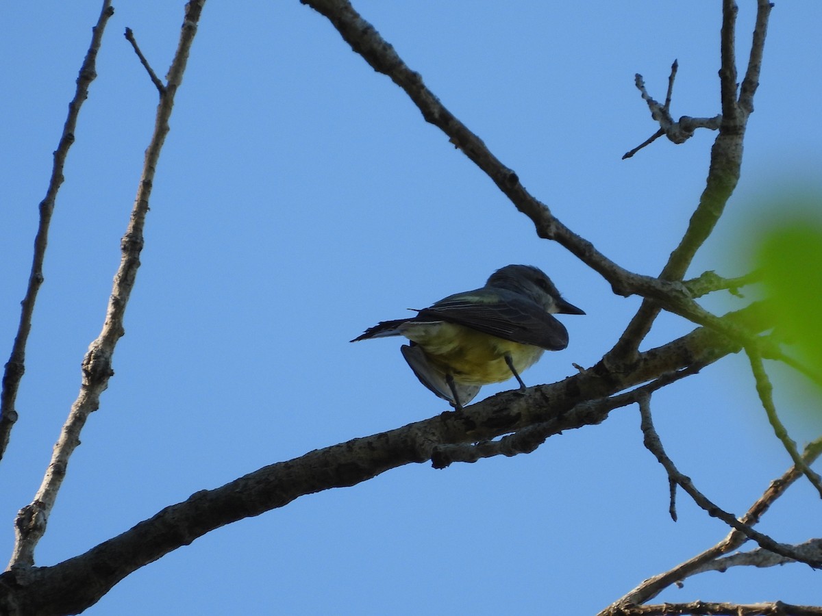 Western Kingbird - ML618875350