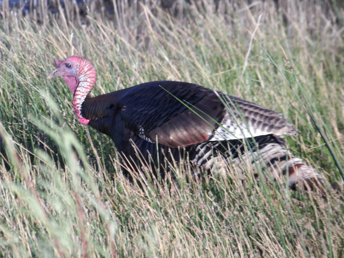 Wild Turkey - Josh Emms