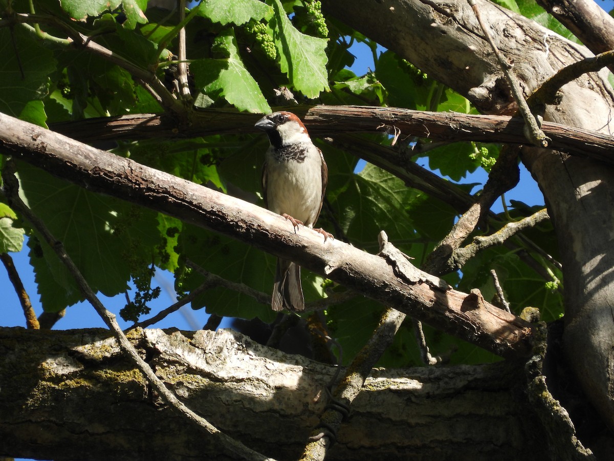 House Sparrow - ML618875372