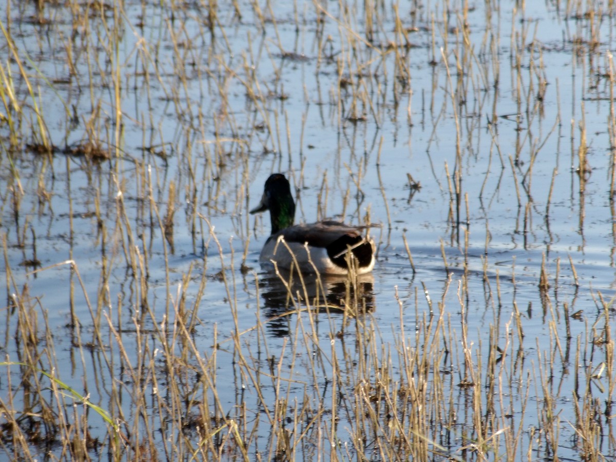 Mallard - ML618875373