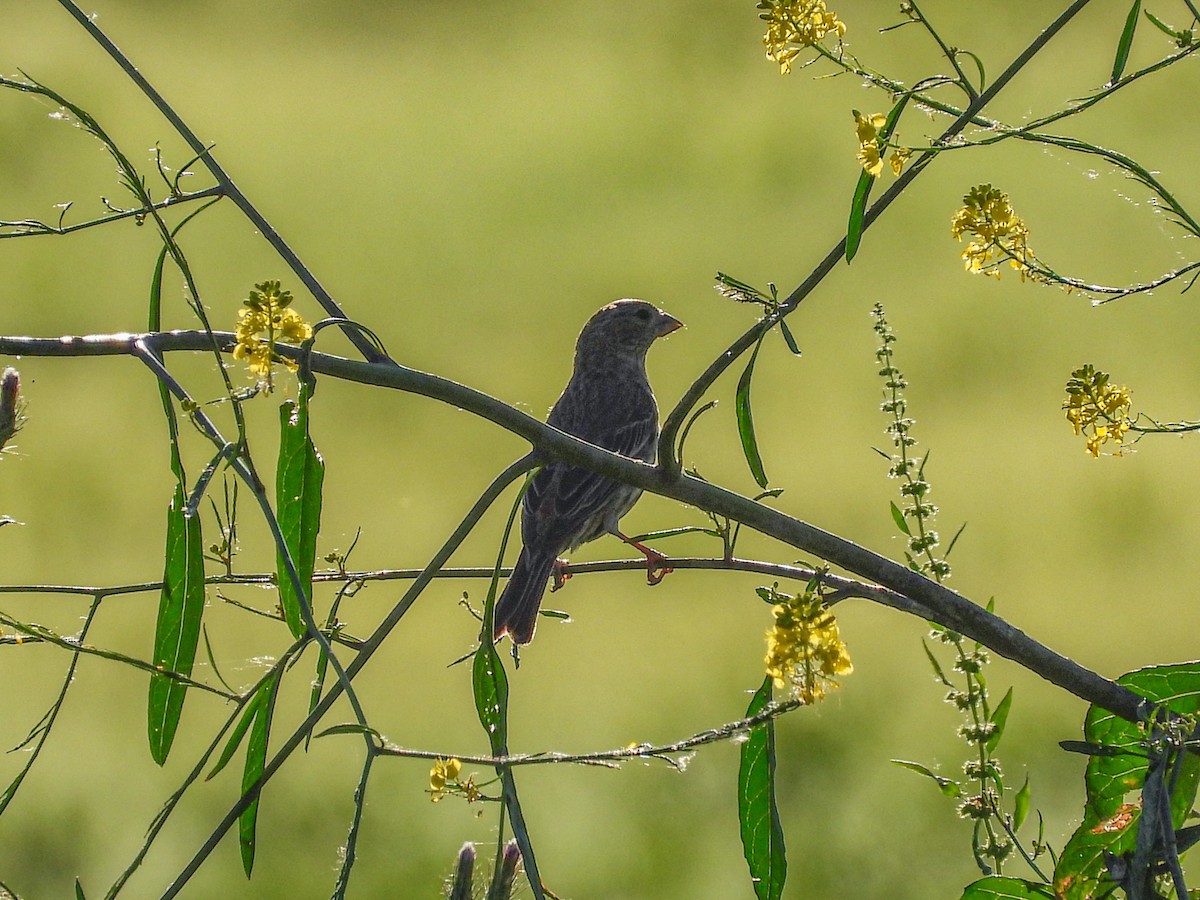 House Finch - ML618875374