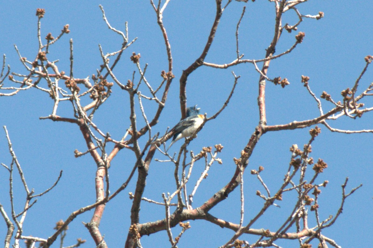 Lazuli Bunting - ML618875386