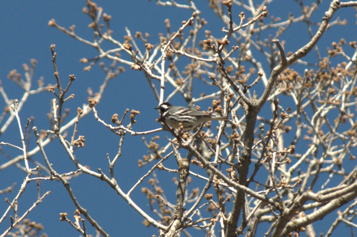 Black-throated Gray Warbler - ML618875391