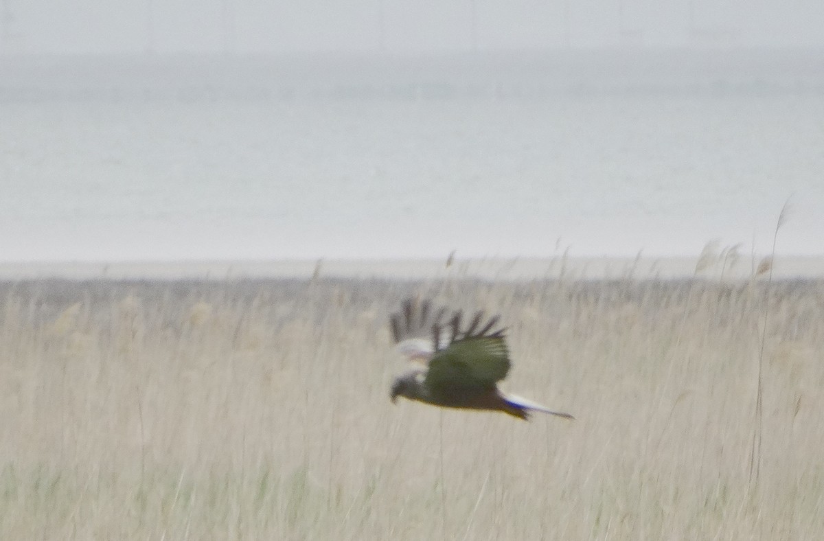 Western Marsh Harrier - Mehmet Şahin Polat