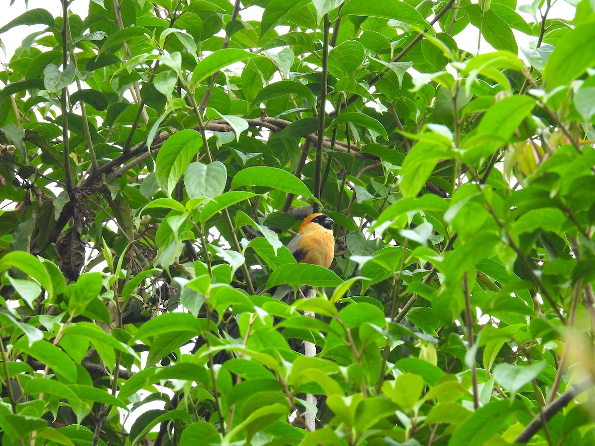 Red-headed Bullfinch - Aparajita Datta