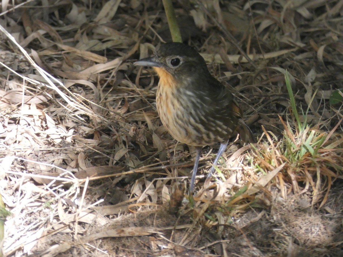 Santa Marta Antpitta - Cathryn Pritchard