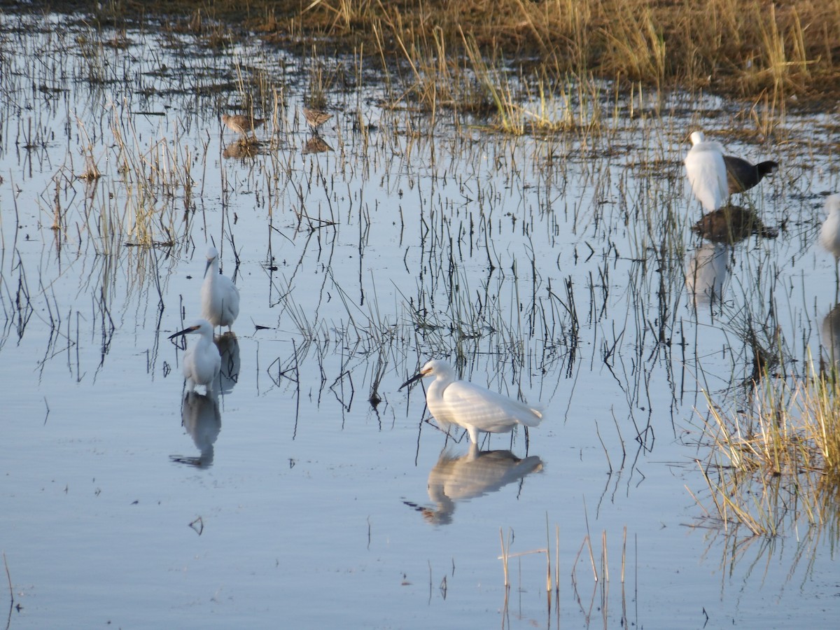 Snowy Egret - ML618875411