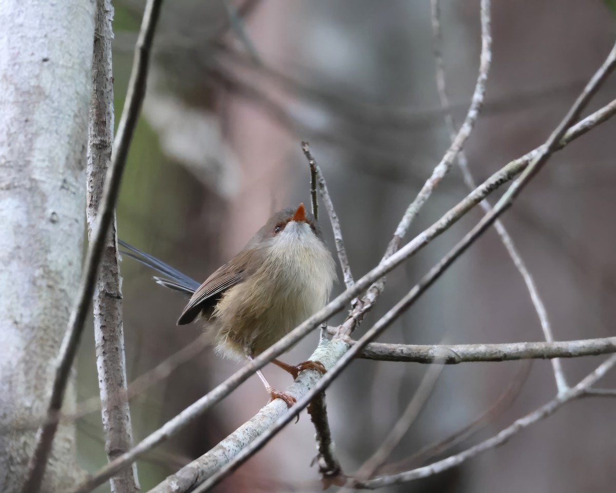 Variegated Fairywren - Heather Williams