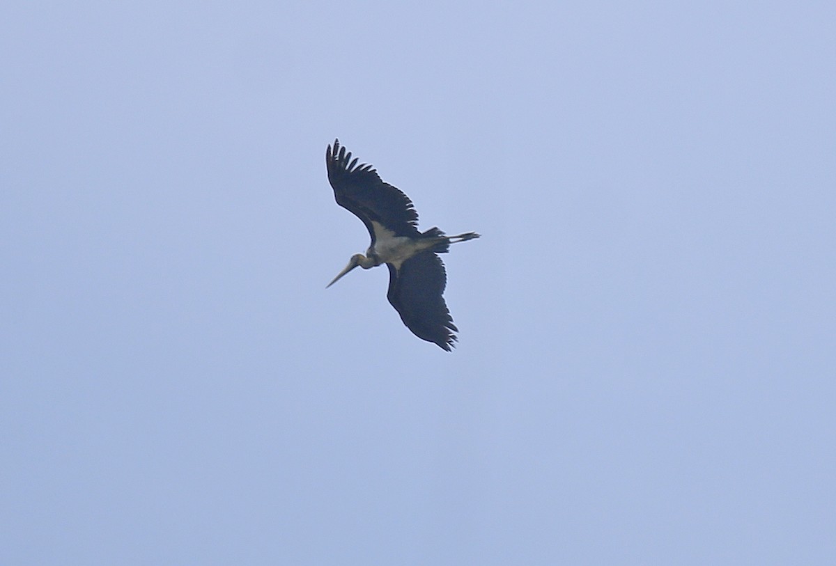 Lesser Adjutant - Neoh Hor Kee