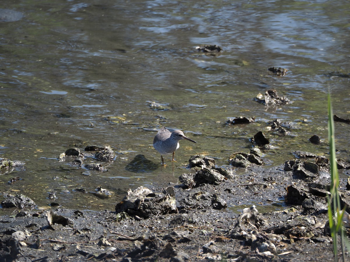 Gray-tailed Tattler - Chiemi Hirato