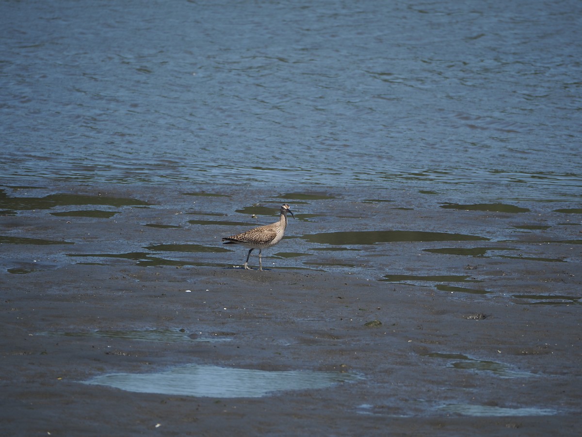 Whimbrel - Chiemi Hirato