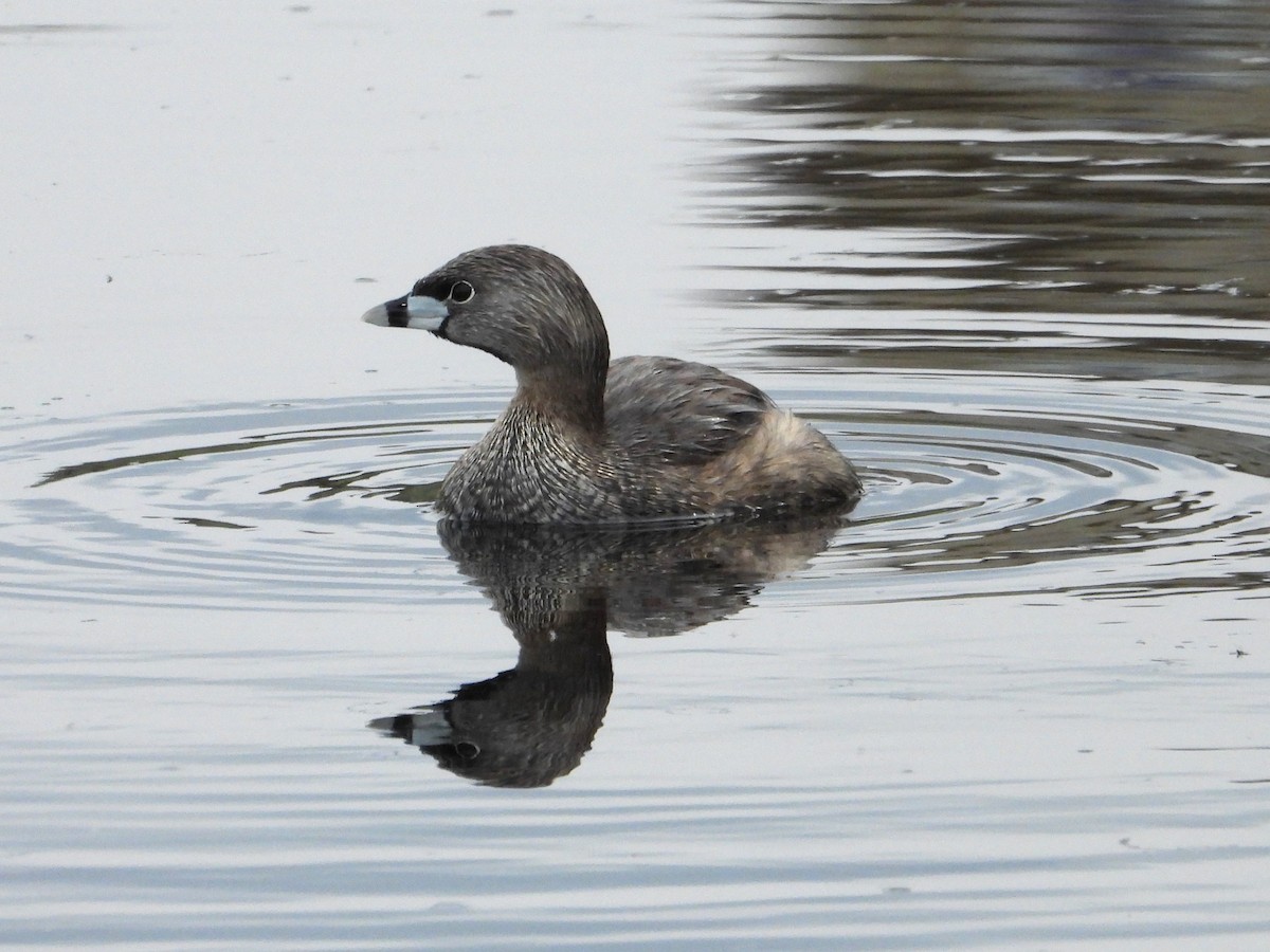 Pied-billed Grebe - Chipper Phillips