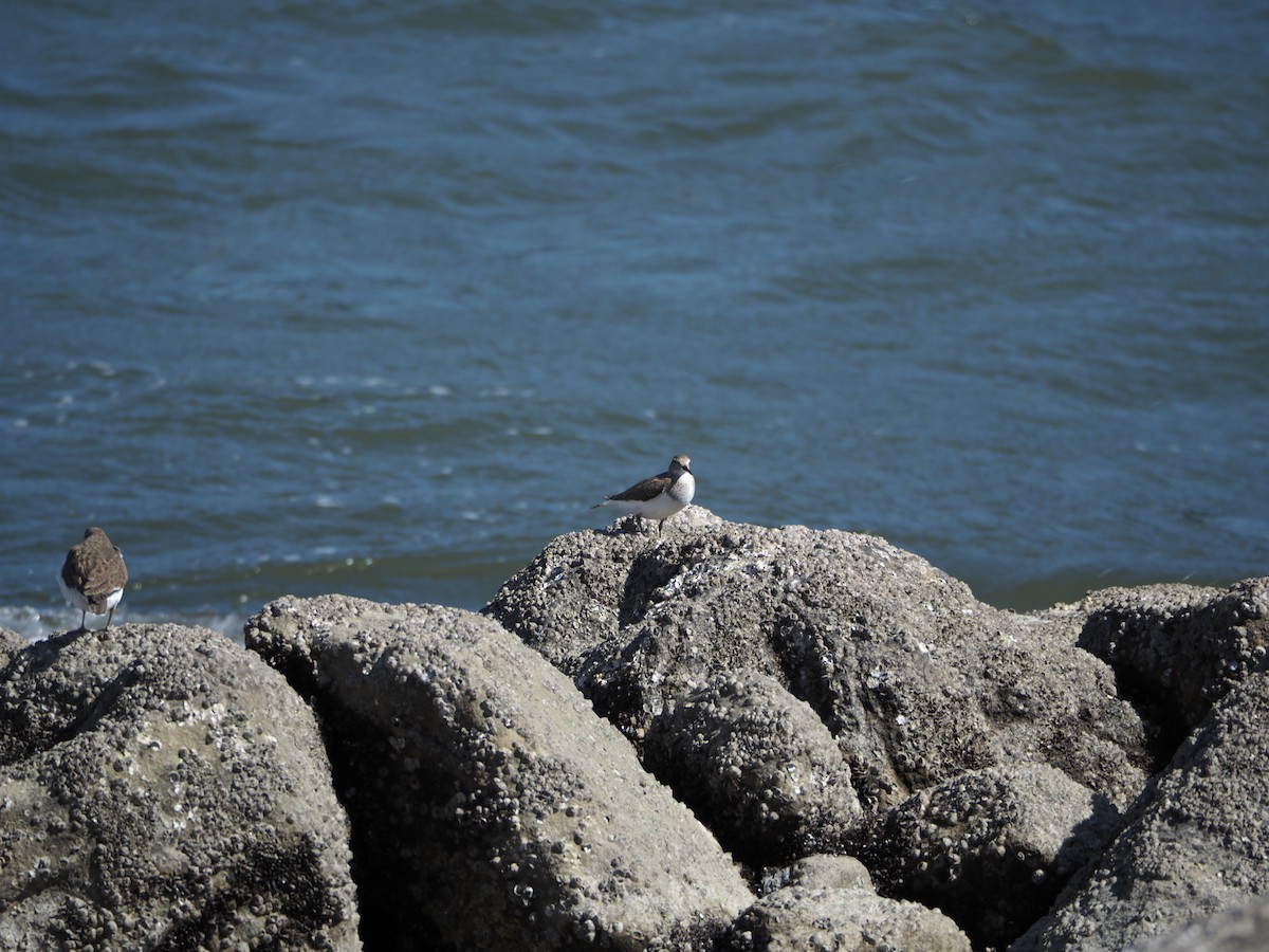 Common Sandpiper - Chiemi Hirato