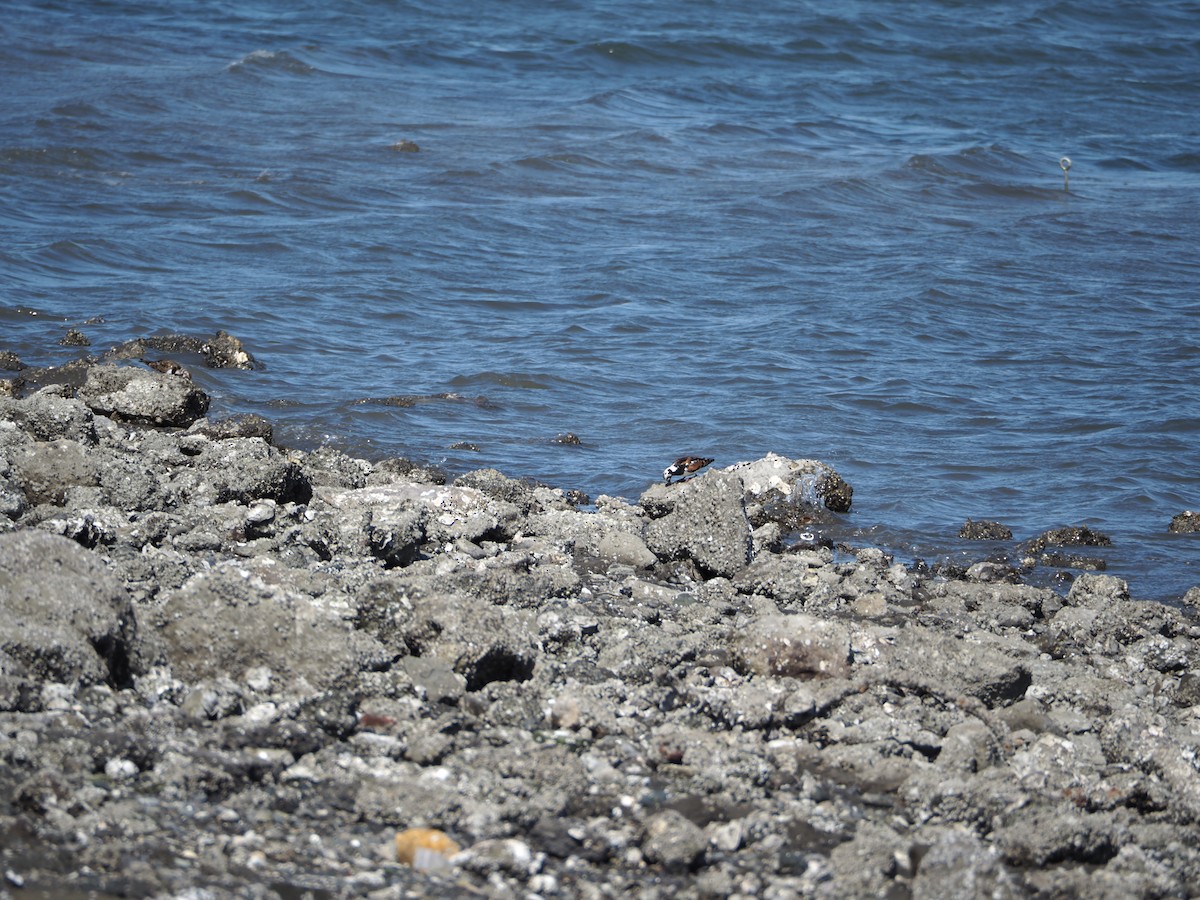 Ruddy Turnstone - Chiemi Hirato