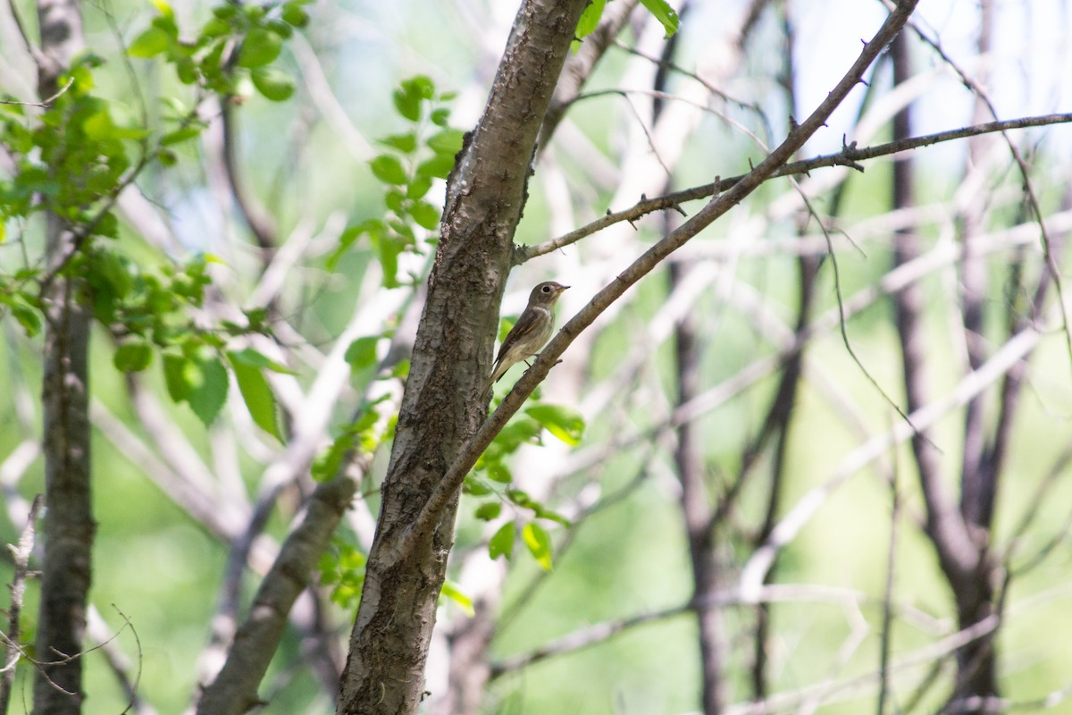 Dark-sided Flycatcher - Grady Singleton