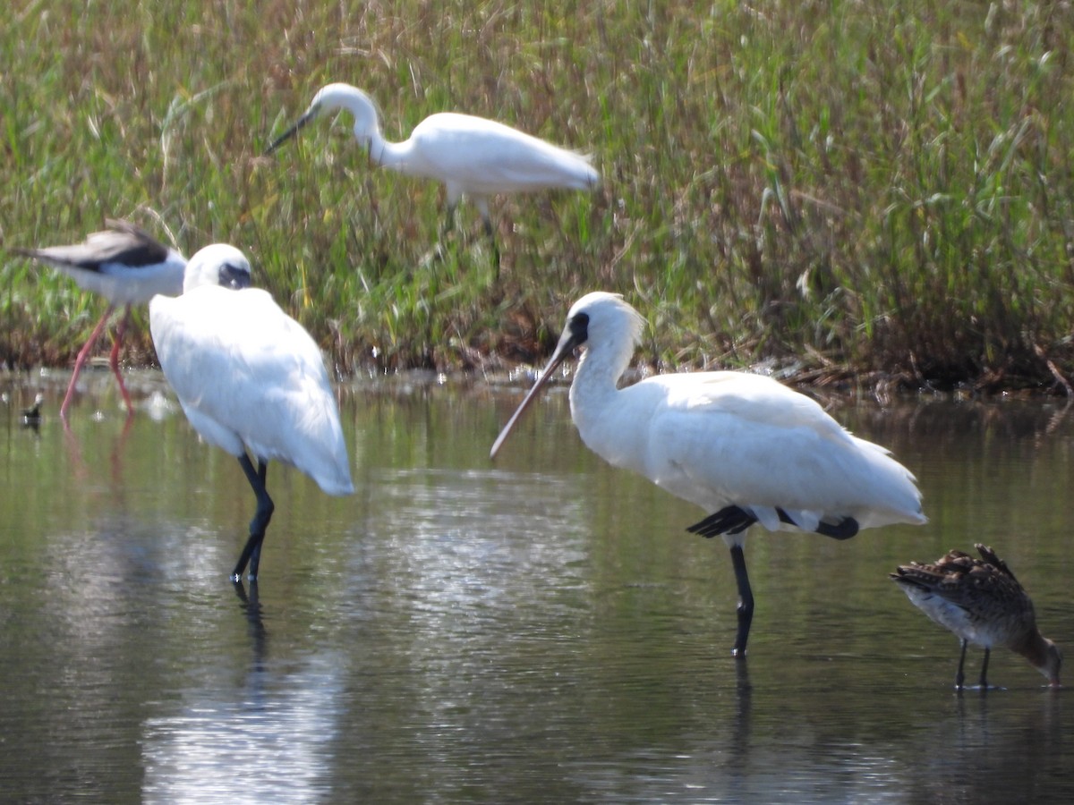 Black-faced Spoonbill - ML618875469