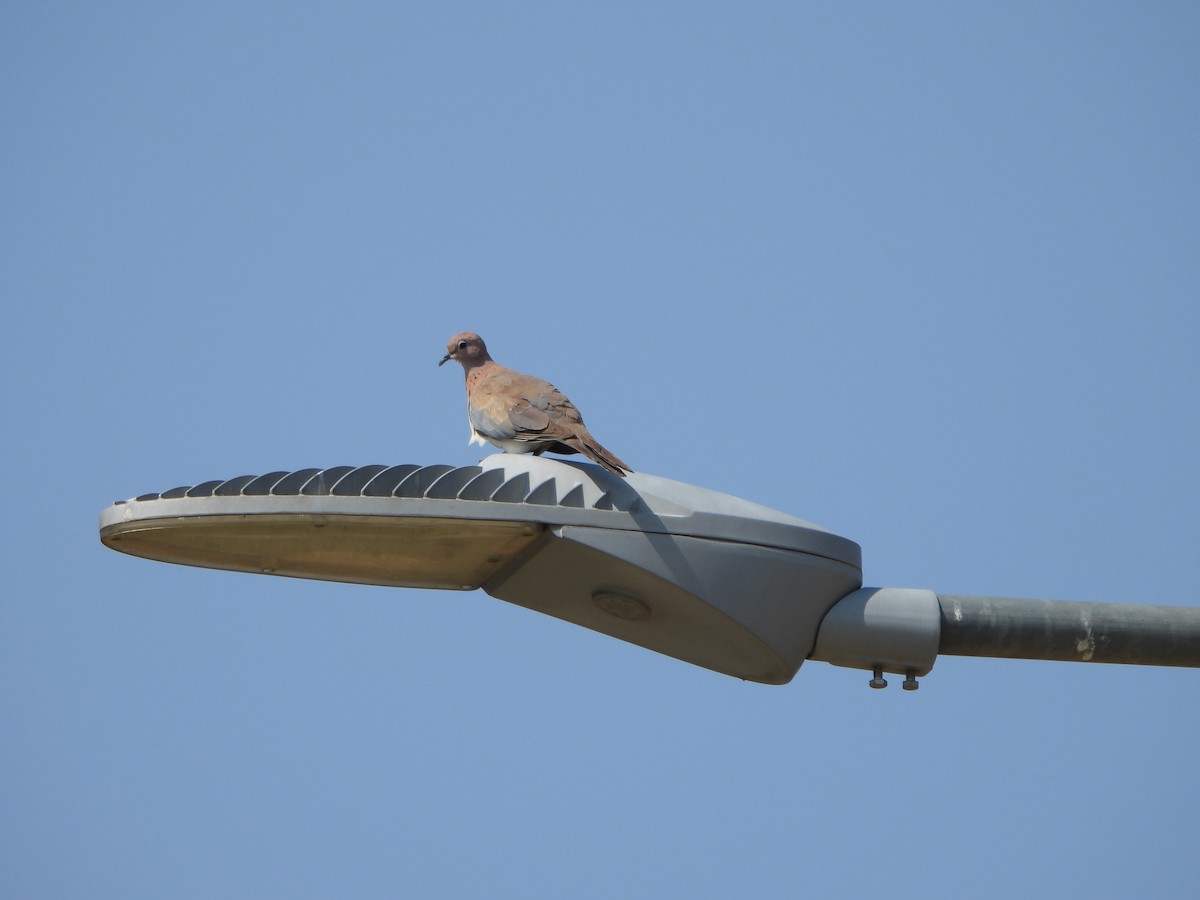 Laughing Dove - Prof Chandan Singh Dalawat