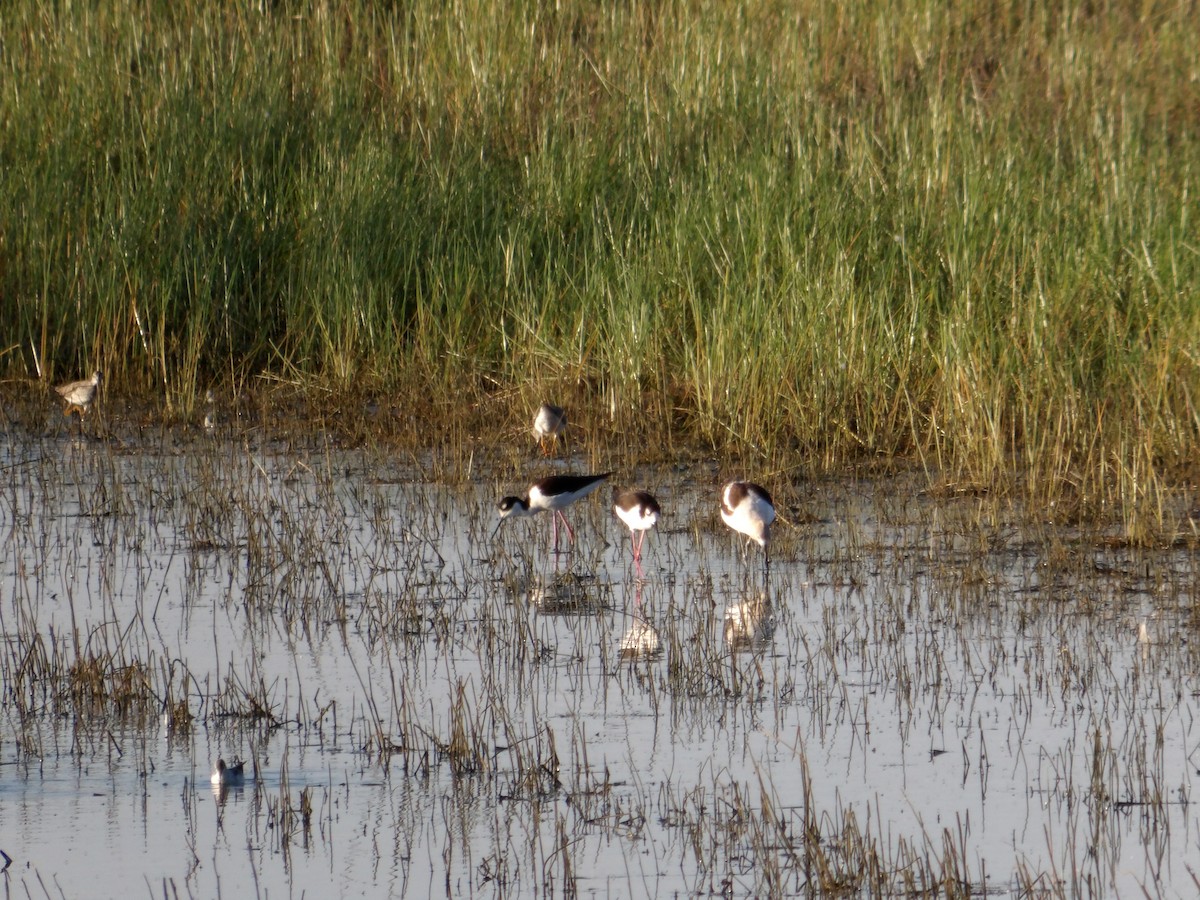 Black-necked Stilt - Josh Emms