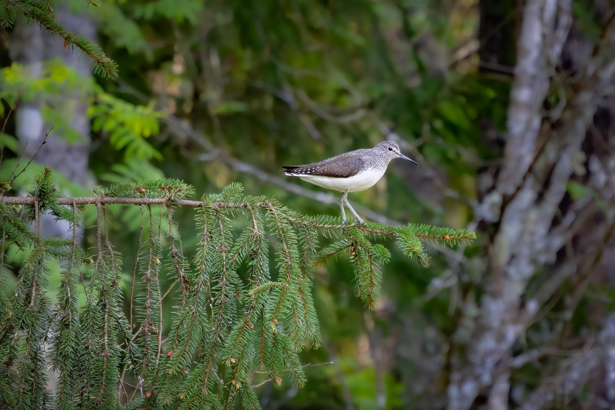 Green Sandpiper - Alexey Kurochkin