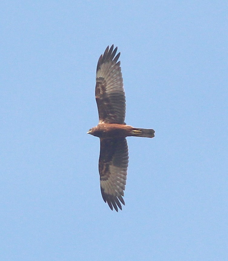 Eastern Marsh Harrier - Neoh Hor Kee