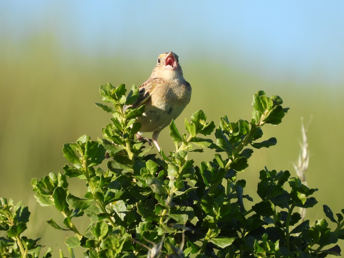 Grasshopper Sparrow - L. Burkett