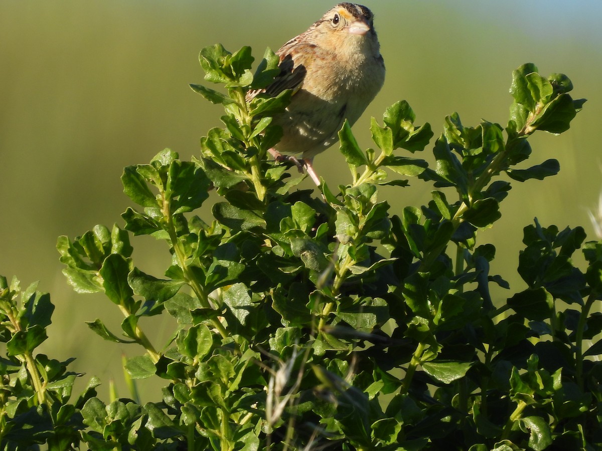 Grasshopper Sparrow - L. Burkett
