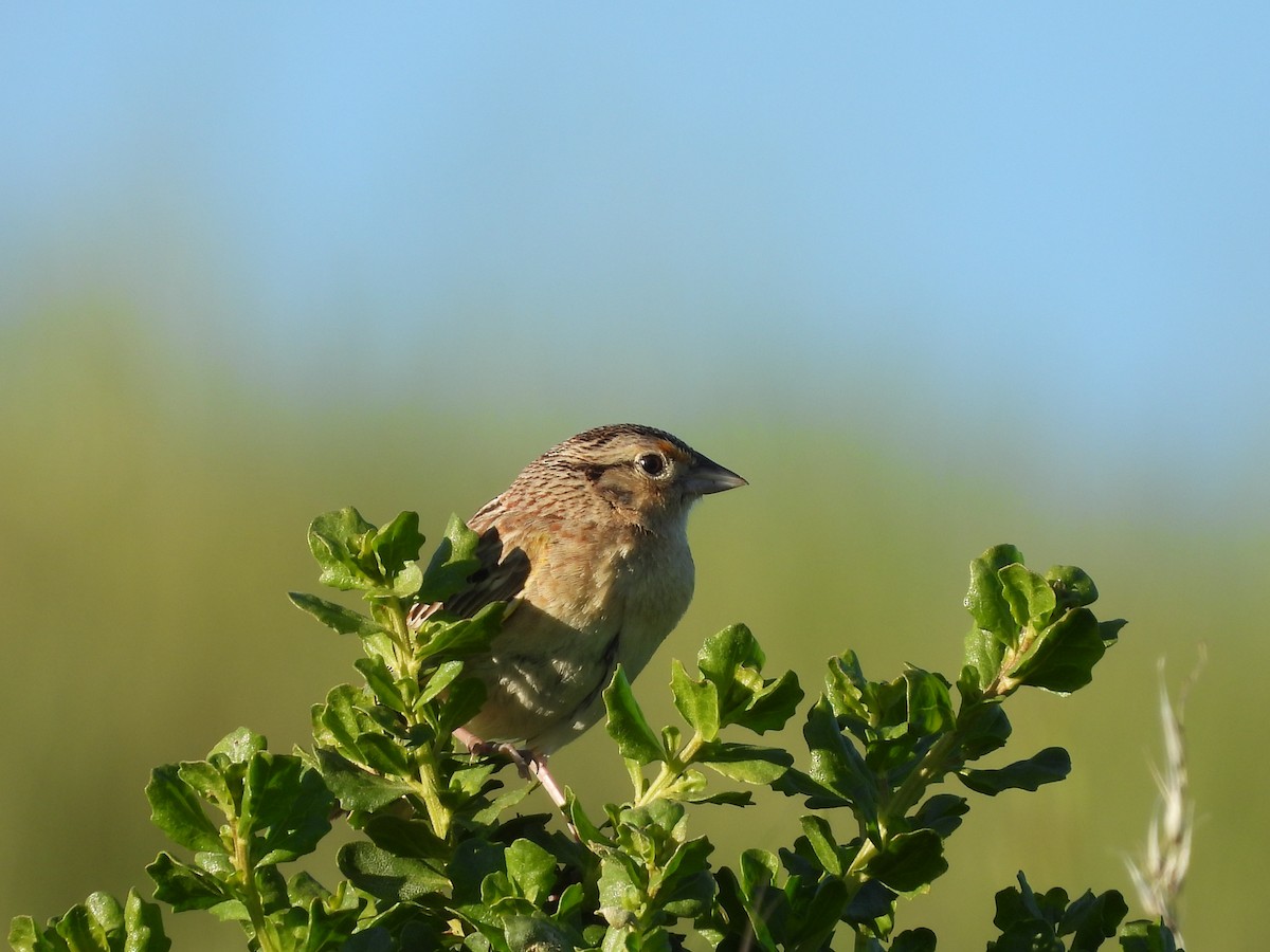 Grasshopper Sparrow - L. Burkett