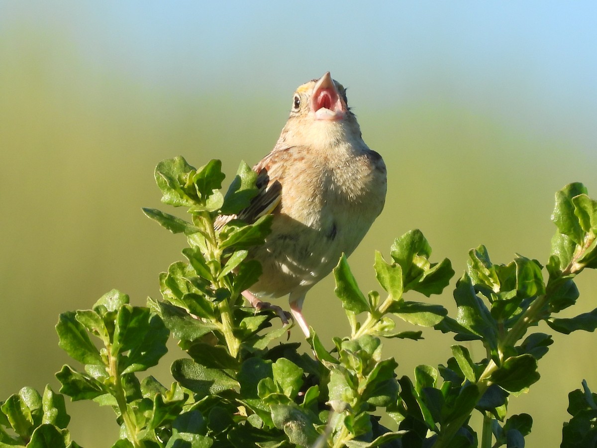 Grasshopper Sparrow - L. Burkett